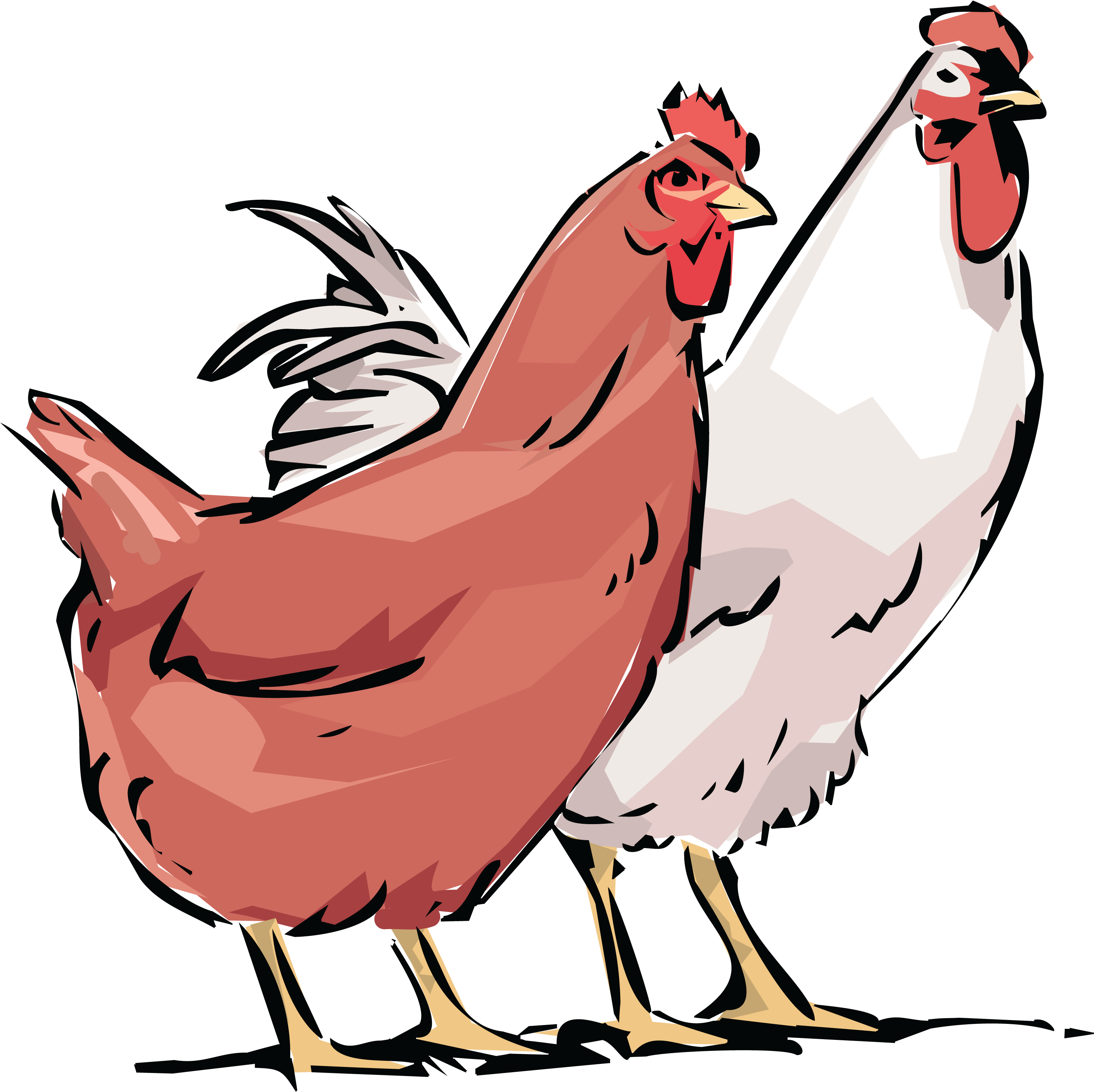 Clip Art Library Stock Free Rooster Clipart - Hen And Rooster With Chickens Tote Bag, Adult Unisex, (4000x4000), Png Download