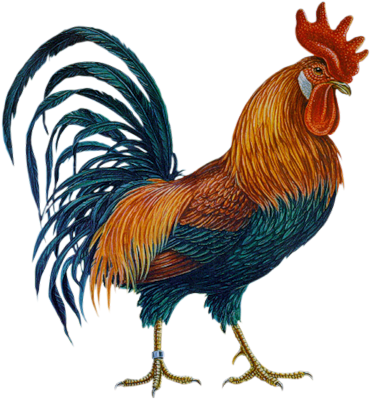 Скрап Клипарт «cartoon Filii Clipart» На Яндекс - Rooster Clipart (500x450), Png Download