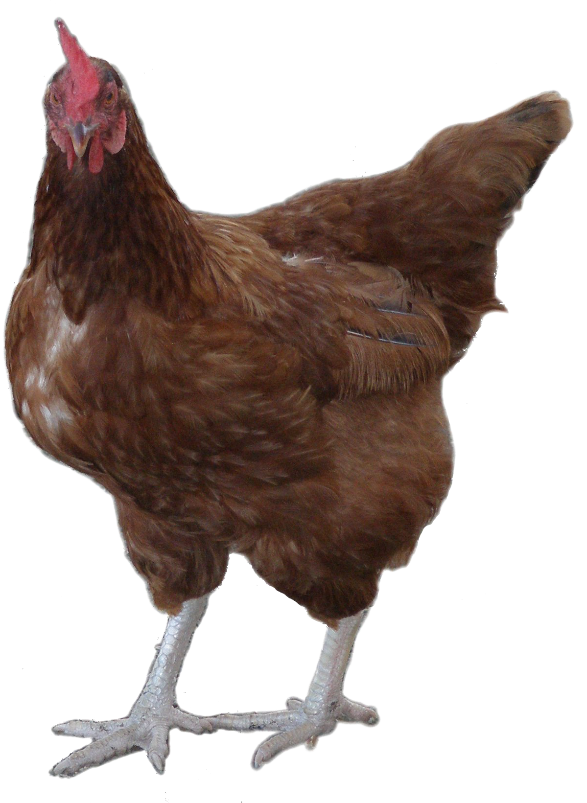 Rooster Png Image Background - Rooster And Hen Png (1320x1640), Png Download