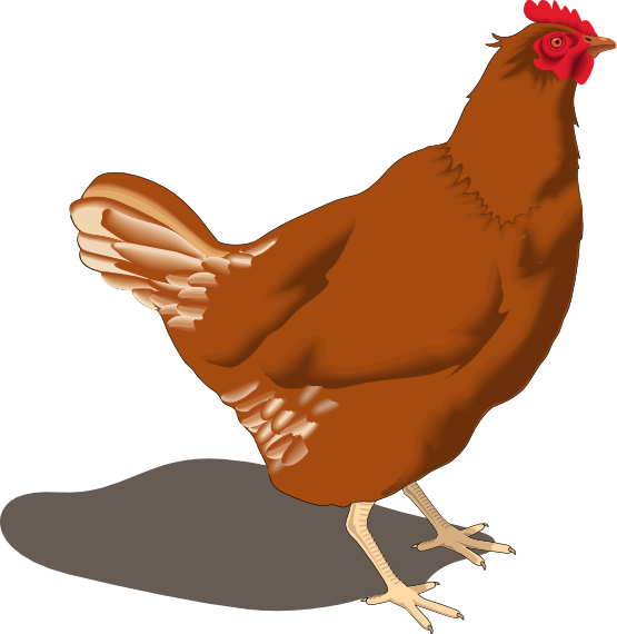 Rooster Clipart Hen - Hen Png (555x570), Png Download