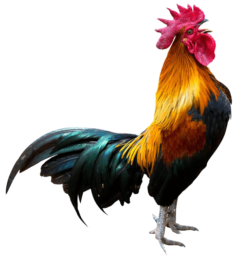 Rooster Transparent Background Png - Rooster Png (715x579), Png Download