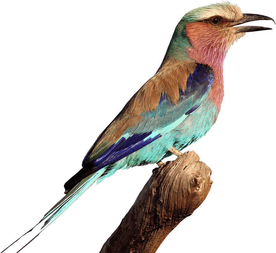 Img 5408 - For The Birds (1000x879), Png Download