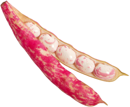 Download Beans Png Image - Bean (500x415), Png Download