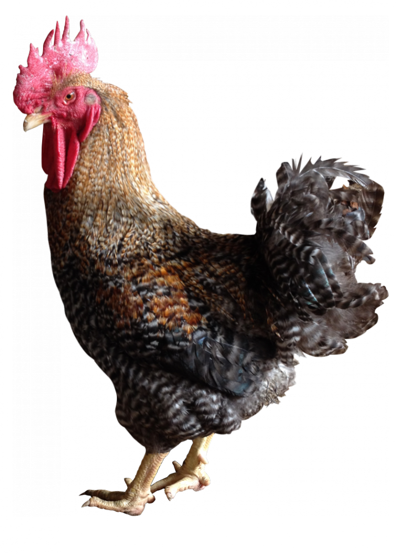 A Coloured Intermediate Growth Chicken, Yellow Skin, - Color (800x1119), Png Download