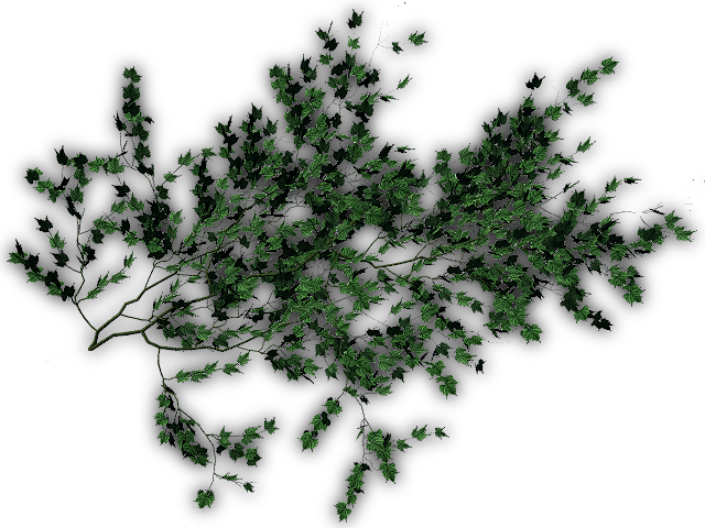 24 Mar 2009 - Plants (640x480), Png Download