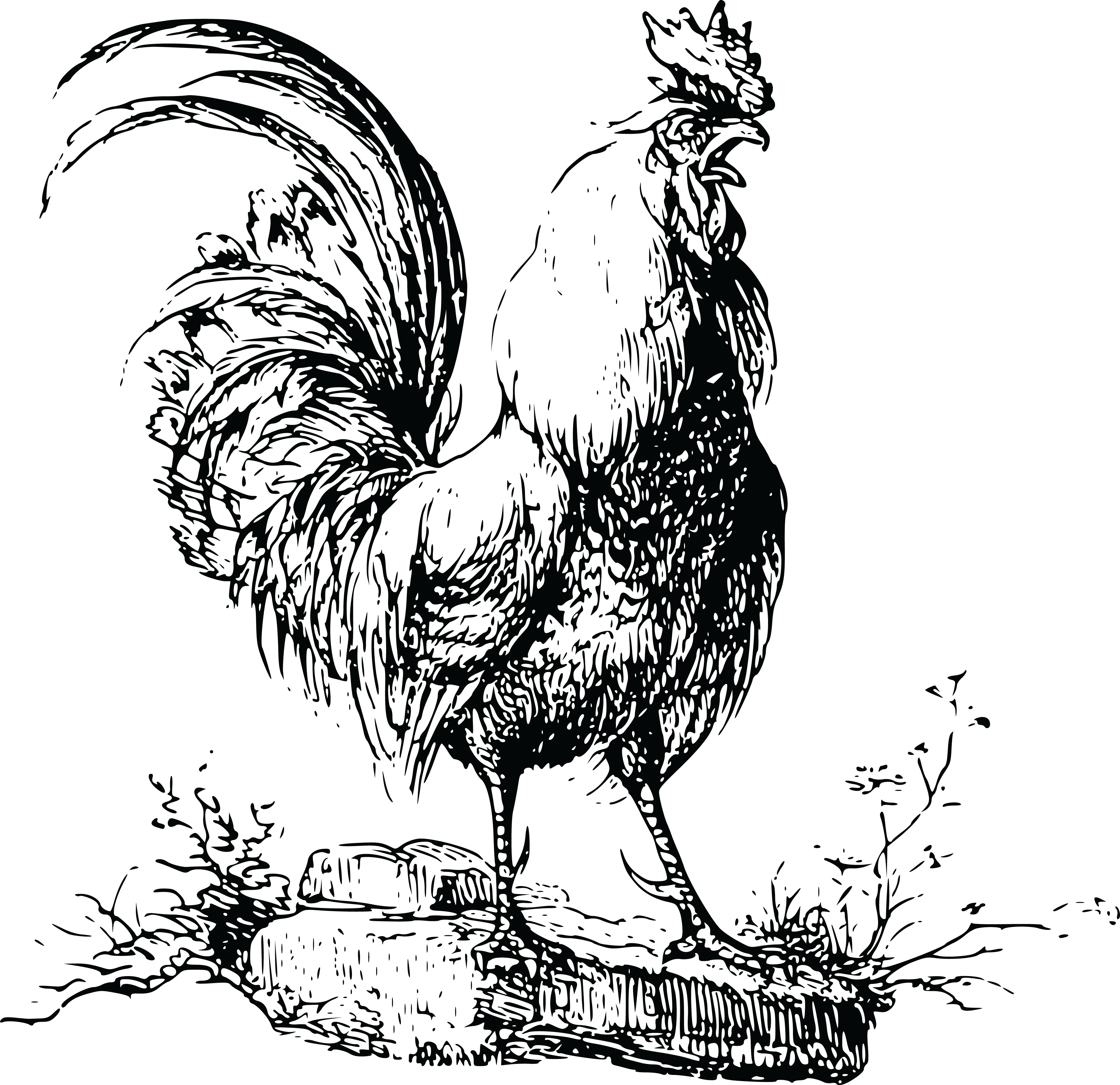 , , (4000x3875), Png Download