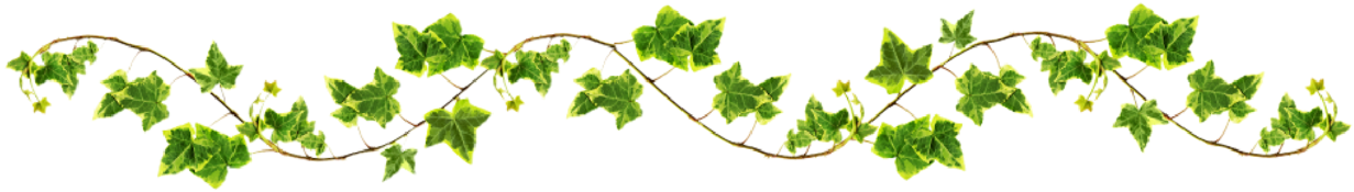 Creeper Plant Png - Vines Png (1280x393), Png Download