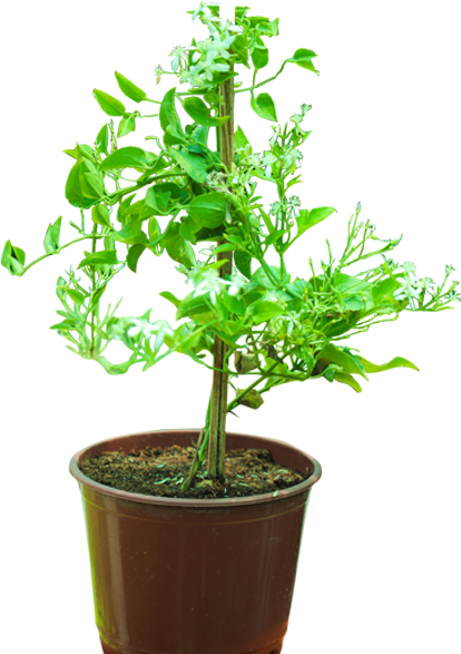 Leather Flower (600x600), Png Download