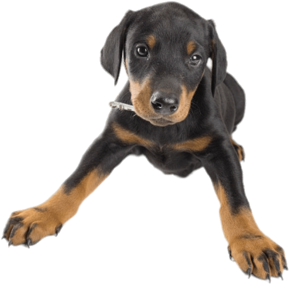 Doberman Puppy - Dog (669x696), Png Download