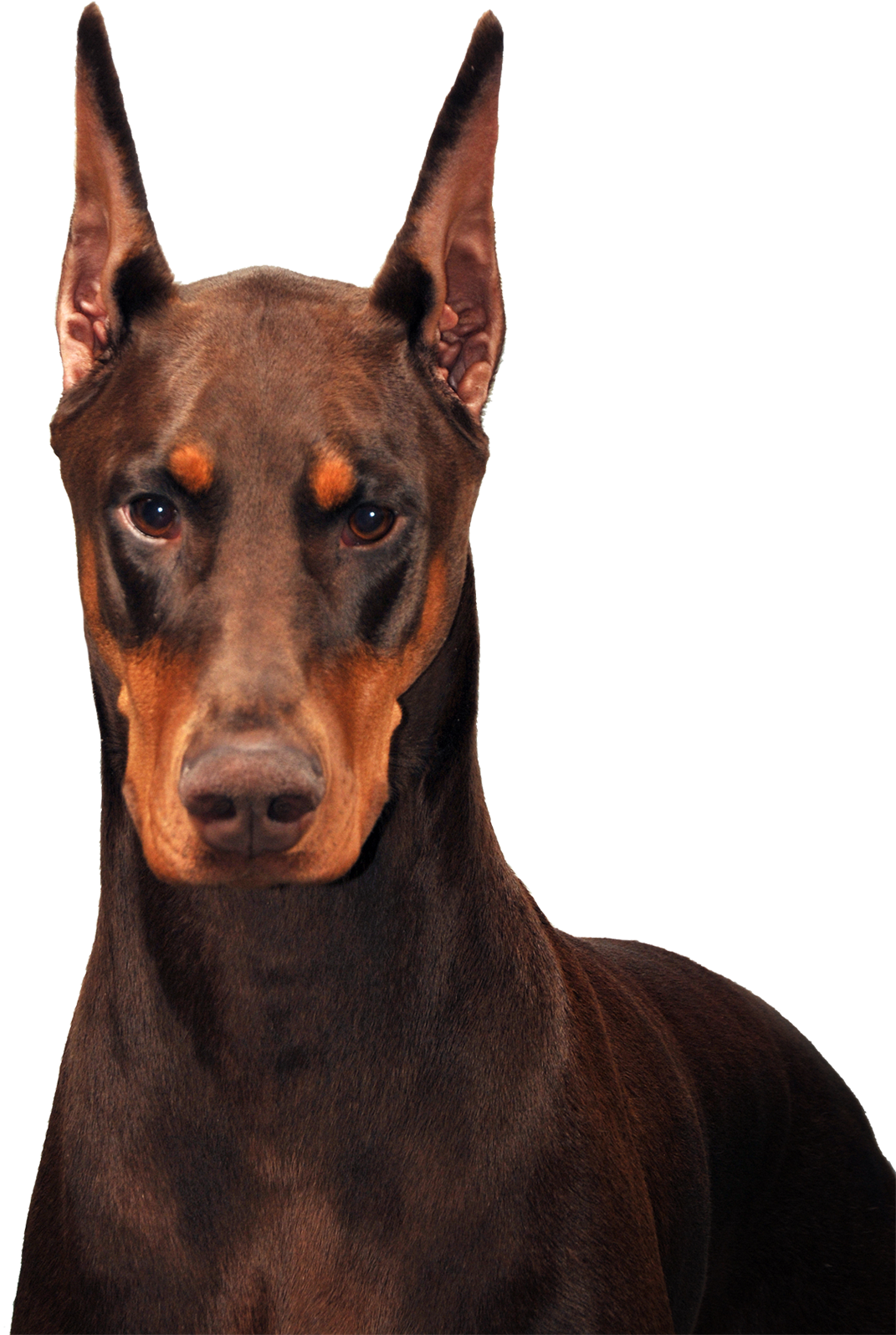 Schohaus Dobermans-envy - Doberman (1080x1601), Png Download