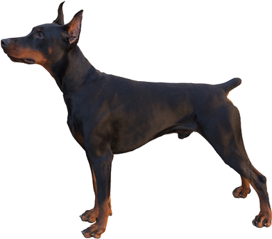 The American Kennel Club Holds Control Of The Breed - Beware Of Doberman Dog Sign (564x400), Png Download