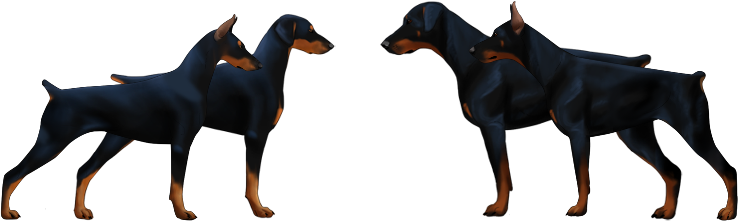 Differences Between American Vs European Doberman - European Doberman Vs American Doberman (1574x529), Png Download