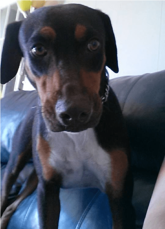 Aquilies Is A Neutered Male, Doberman Mix - Companion Dog (800x750), Png Download