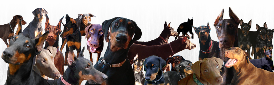 United Doberman Rescue's And Canine Castaways Of Minnesota - Pinscher (960x300), Png Download