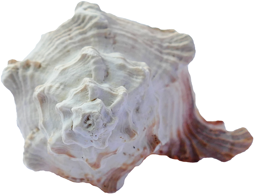 Vacation, Sea, Shells, Ocean, Beach, Vacation - Sea (1280x853), Png Download