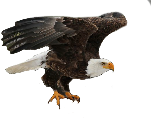Eagle On Hand Png (534x401), Png Download