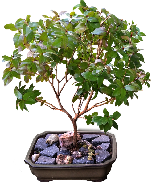 Ficus Bonsai Tree (616x640), Png Download