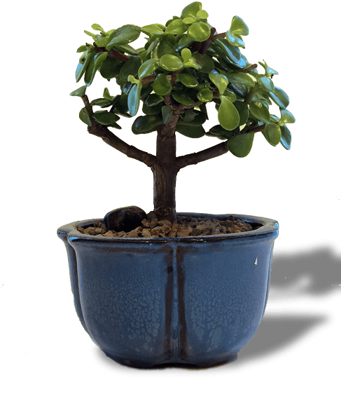 Bonsai (486x600), Png Download