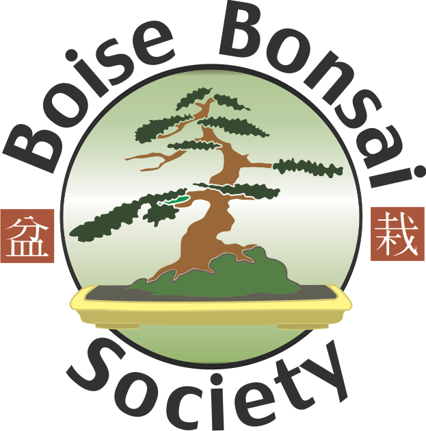 Bonsai Clipart Ancient Tree - Boise Bonsai Society (623x629), Png Download