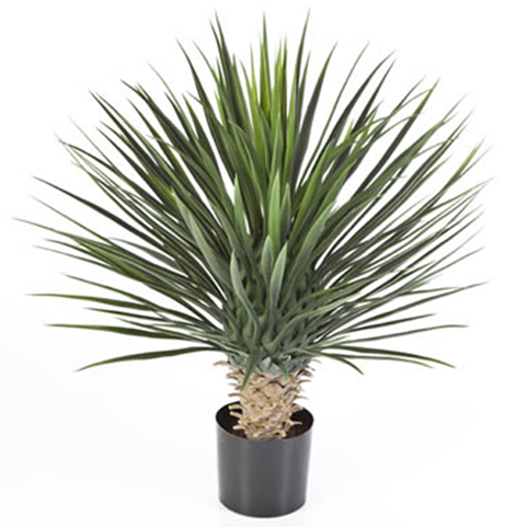 Bonsai Tree - Outdoor Yucca Plants Uk (640x480), Png Download