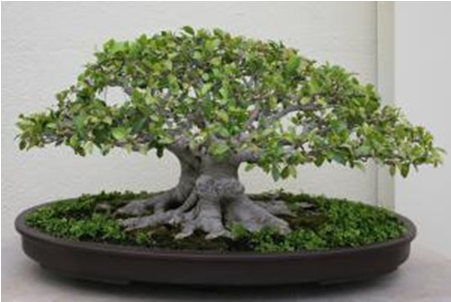 Casuarina Bonsai Tree Bougainvillea - Fiddle Leaf Fig Bonsai (640x480), Png Download