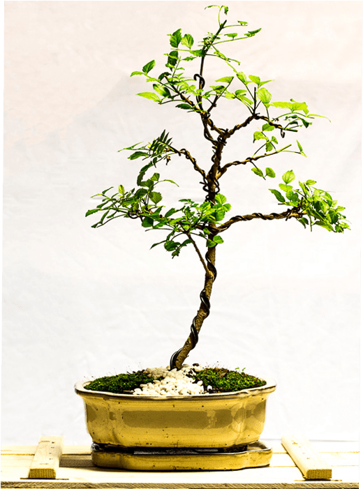 Tellys Bonsai Cape Honeysuckle - Tecoma Capensis (700x700), Png Download