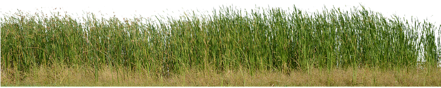 Grass, Grass No Background, Nature, Green, Plant - Photograph (864x720), Png Download