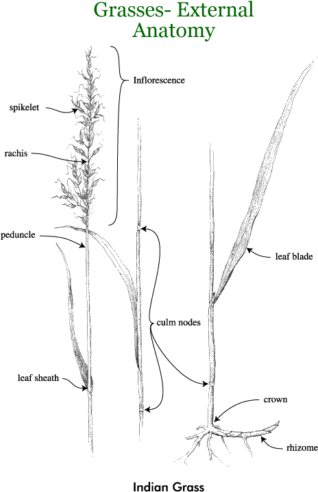 Grasses - Line Art (700x751), Png Download