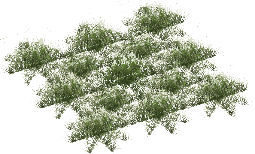 Snowy Grass Short - Pond Pine (848x848), Png Download