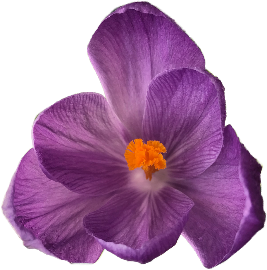 Transparent Tumblr Flower - Transparent Flower (985x997), Png Download