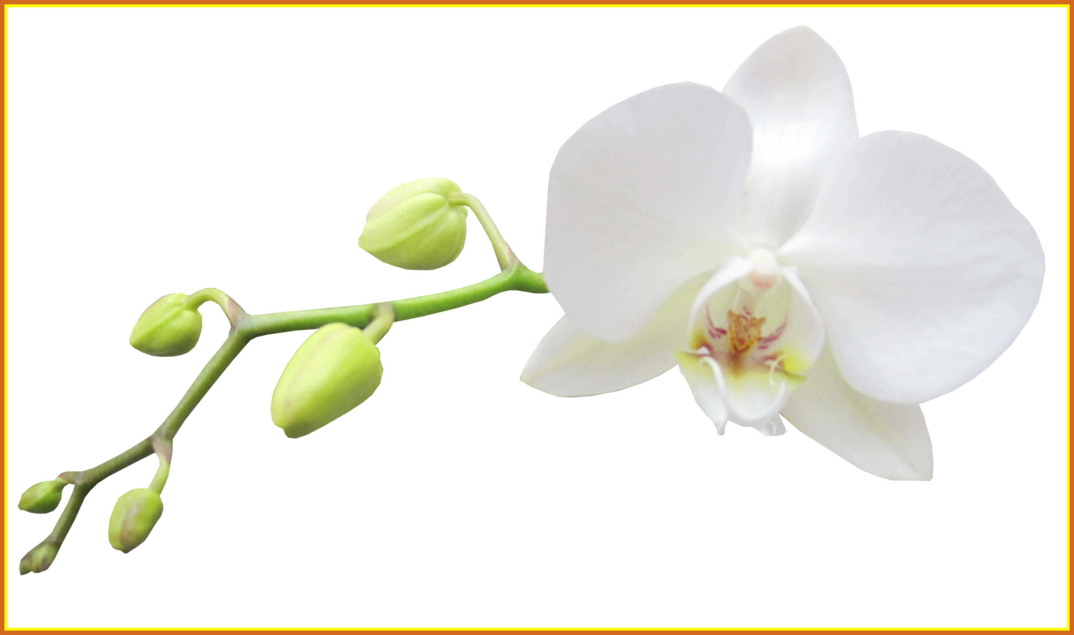 Awesome Instant Watercolor Flowers Illustrations Clip - Clip Art (3750x2218), Png Download