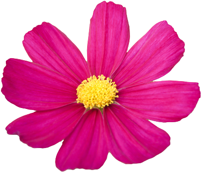 Flower Png Tumblr - Cosmos Flower Clipart (420x366), Png Download