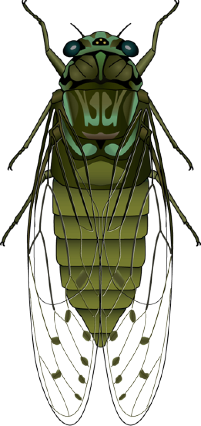 Horse Fly - Clip Art (640x1356), Png Download
