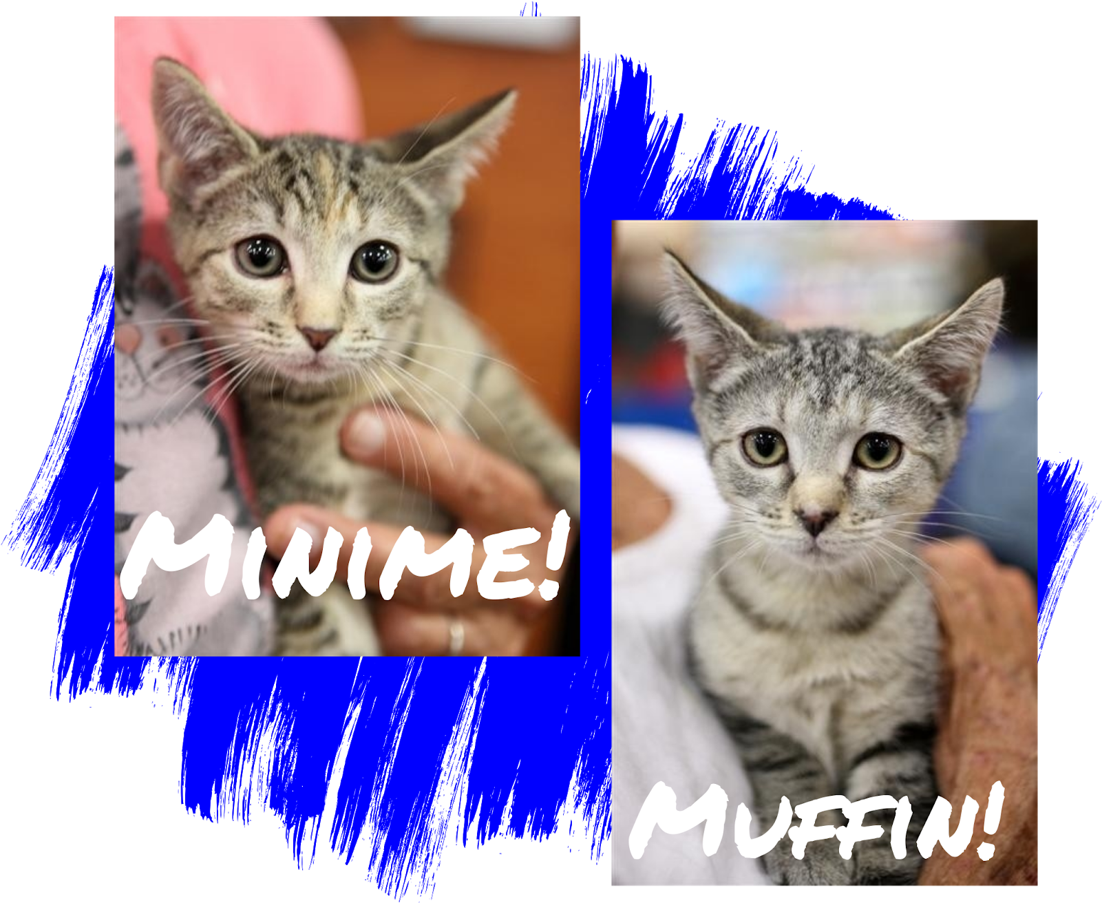 Fridays Friend Cat Adoption Homeless Animals Rescue - Cat (1600x1600), Png Download