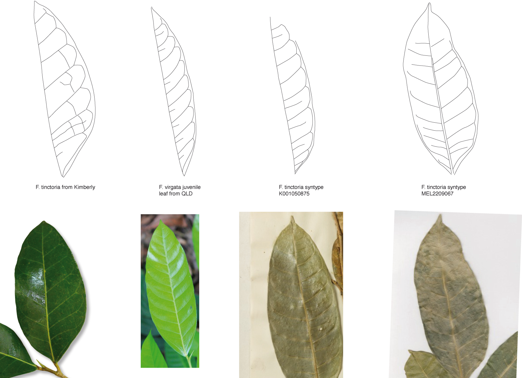 Leaf Vein Comparsion - Leaf (1772x1282), Png Download