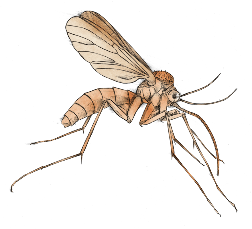 Mosquito - Mosquito Clipart Transparent (880x800), Png Download