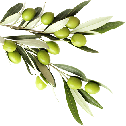 See Our Products - Lunch Napkins Greek Olives (533x441), Png Download