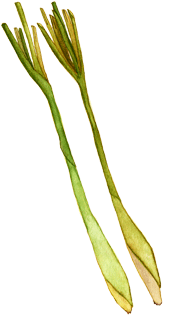 Lemongrass (533x425), Png Download