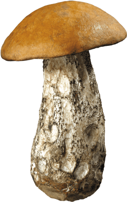Large Forest Mushroom - Hongos Png (400x400), Png Download