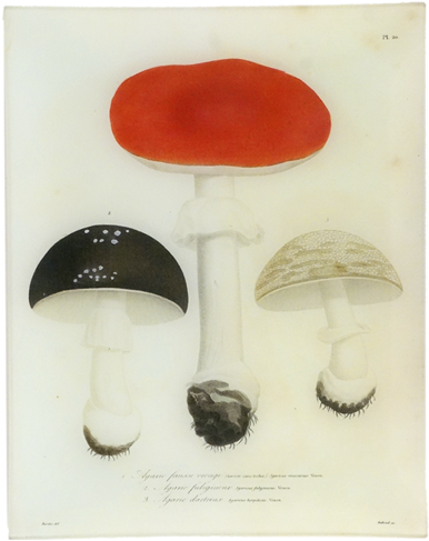 20 - Mushroom (500x500), Png Download
