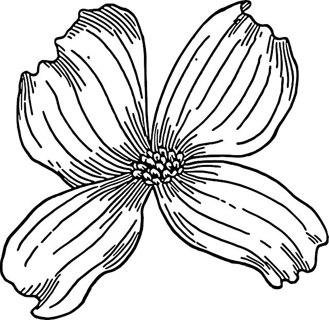 Outline, Drawing, Tree, Flower, Bloom, Plant, Nature - Dogwood Clip Art (640x623), Png Download