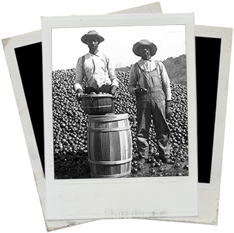 African American Genealogy - Mayes Negro Genealogy (350x347), Png Download