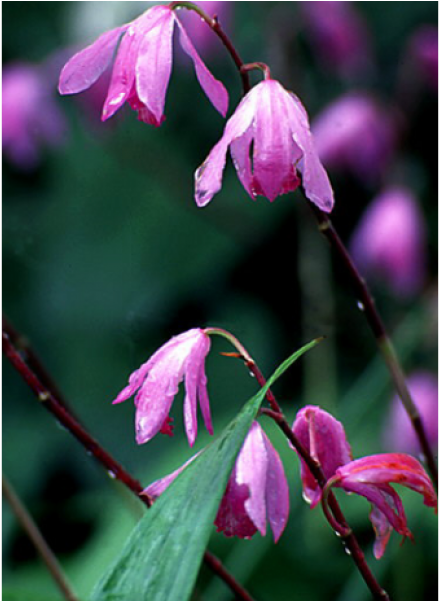 Lily Family (900x600), Png Download