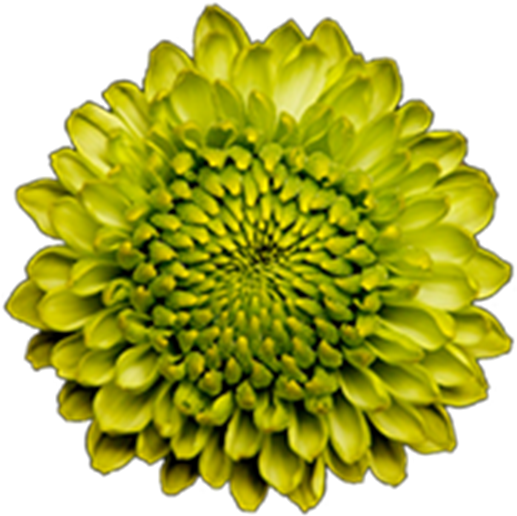 Click To Enlarge Image Green Button Forest Gump2 Green - Sunflower (800x800), Png Download