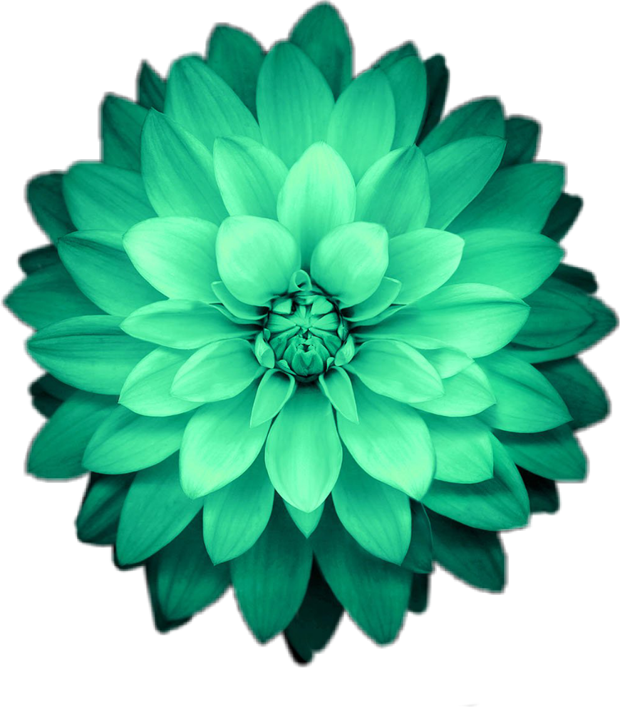 Flower Flowers Green Emeraldgreen - Green Iphone X Wallpaper 4k (870x991), Png Download