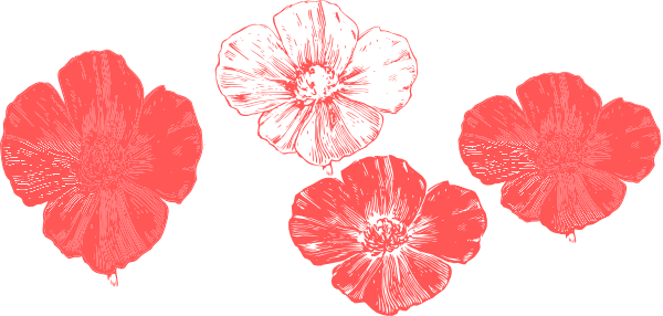 Peach Poppies Clip Art - Peach Poppy Flower Clipart (600x286), Png Download