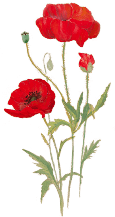 This Free Exhibition Will Explore The Science Behind - Transparent Poppies (400x800), Png Download