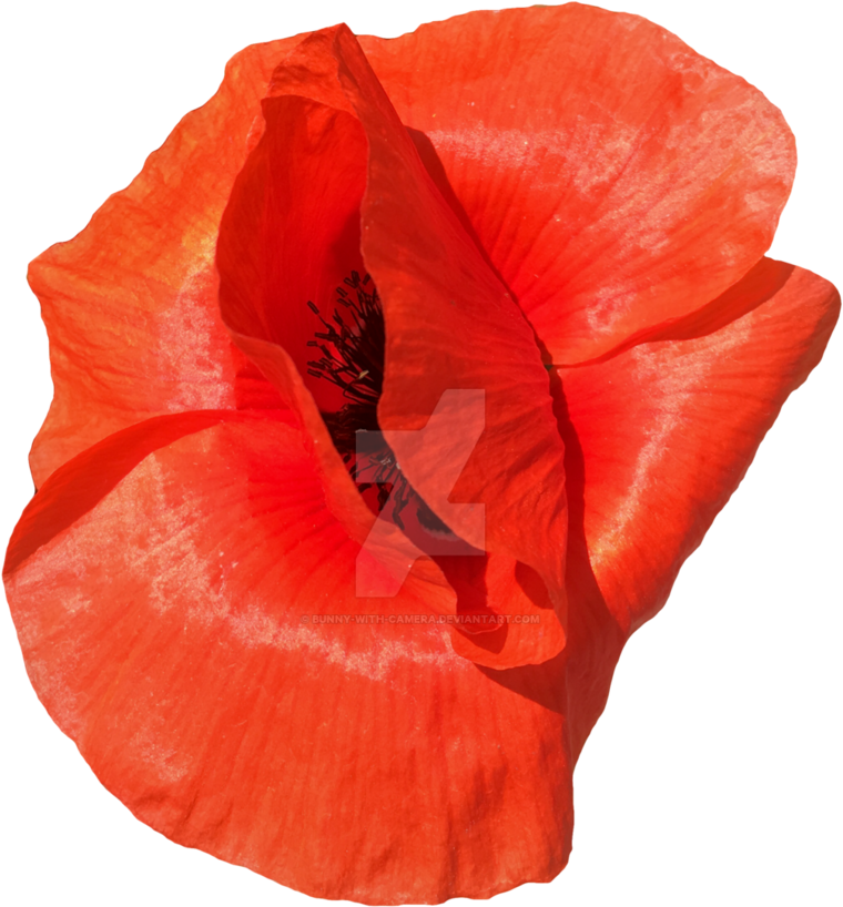 Poppy Flower Png - Poppy (774x1032), Png Download