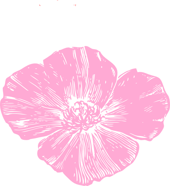 Pink Poppy Clip Art - Pink Poppy Flower Clipart (546x596), Png Download