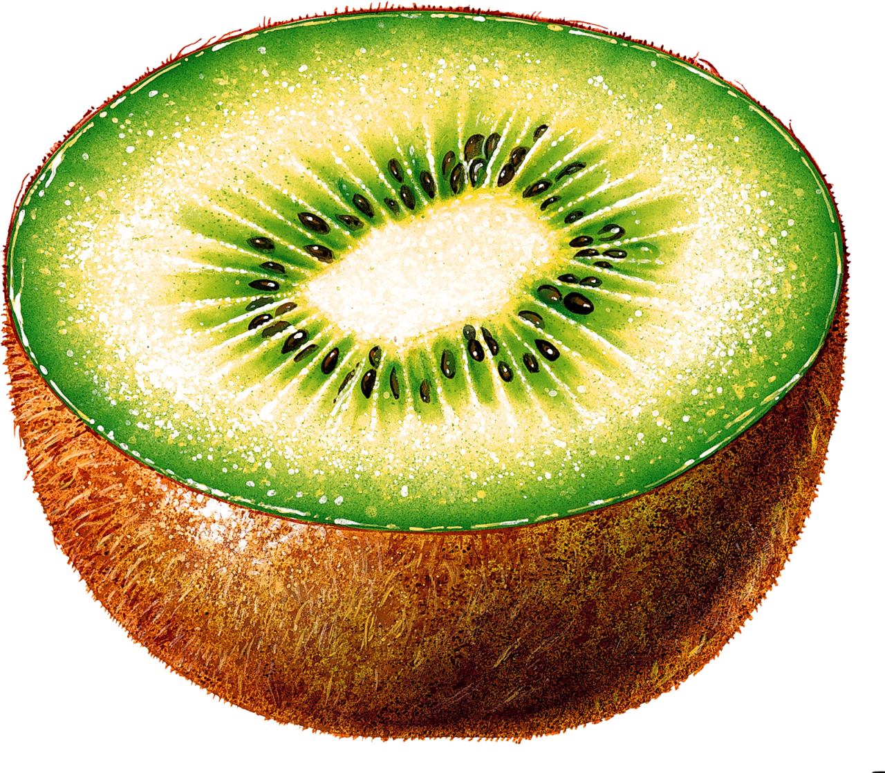 Kiwi - Kiwi Cut In Half (500x436), Png Download